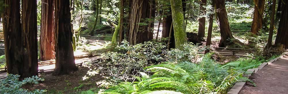 Multiple paths through a wooded area